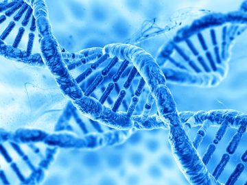 human DNA