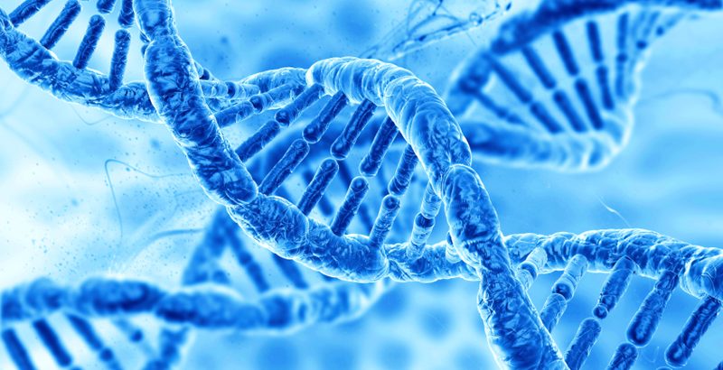 human DNA