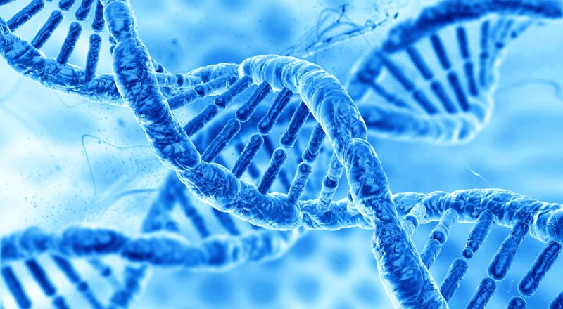 human DNA